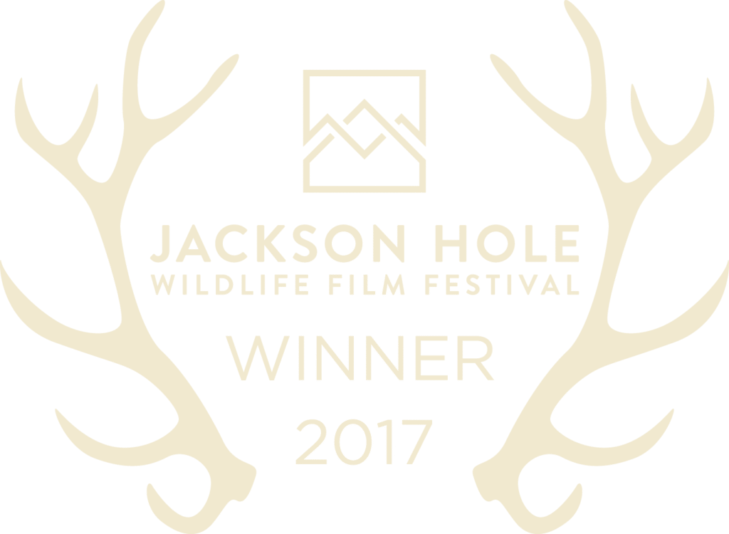 Winner Jackson Hole Wildlife Film Festival 2017