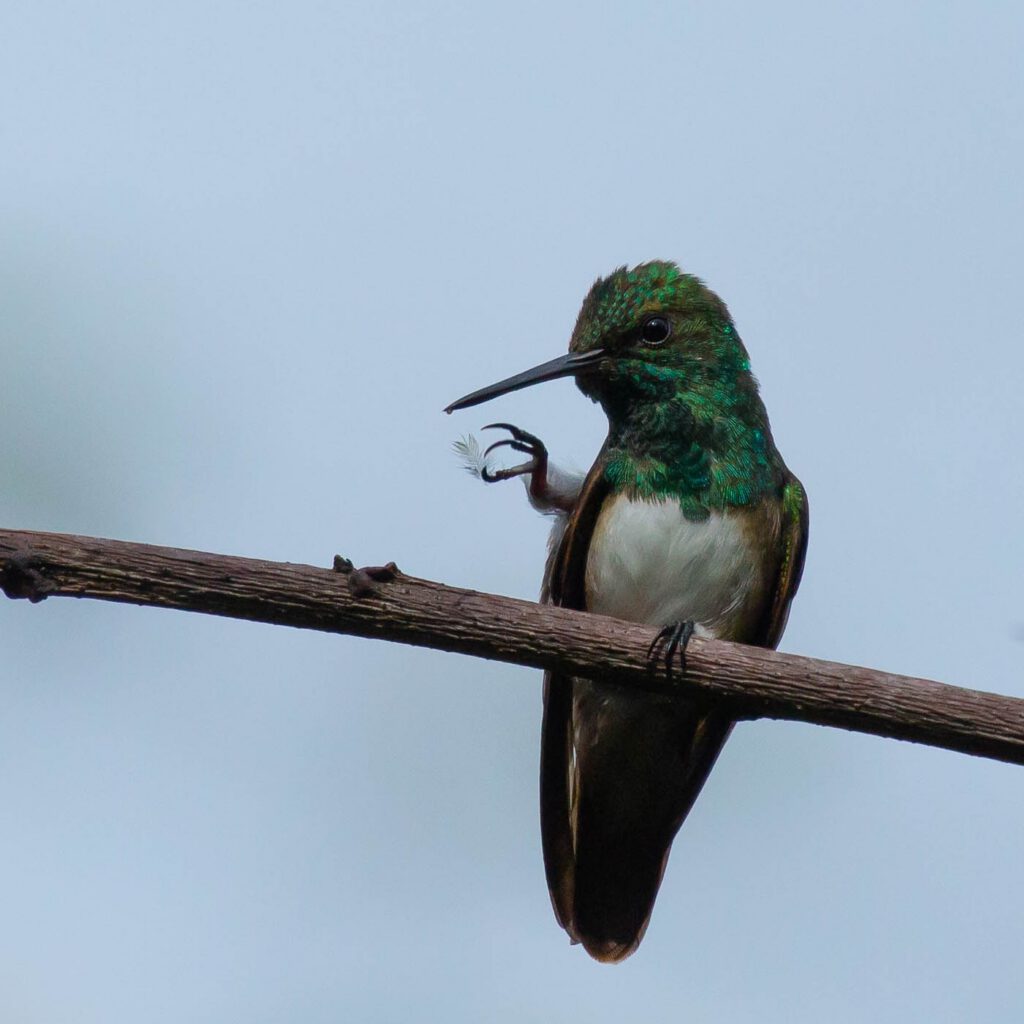 A green and white hummingbird perched on a branch, lifting one tiny foot into the air.
