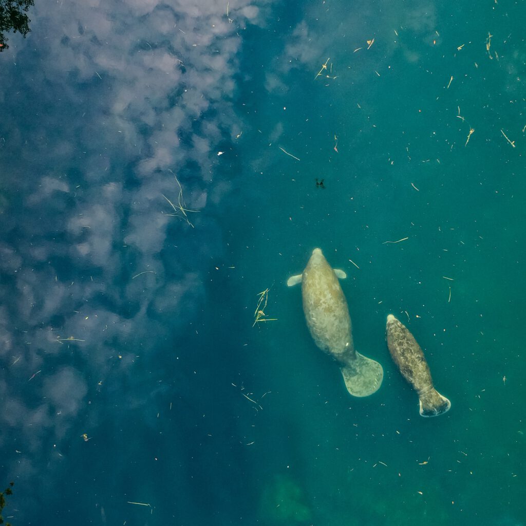 Aerial view of two manatees swimming in calm, teal-blue water near the surface.