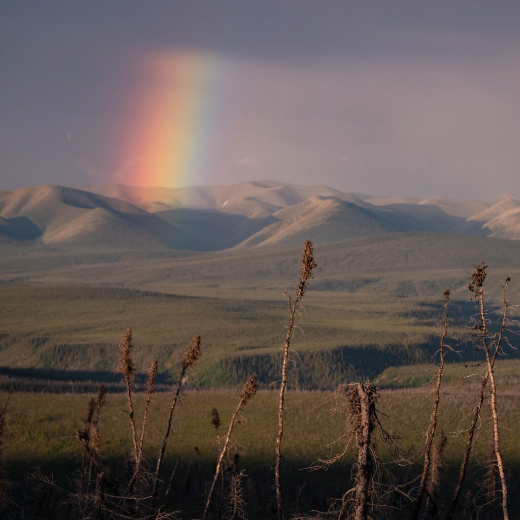 A vibrant rainbow arcs over rolling green mountains beneath a cloudy sky, with sparse tree branches in the foreground.