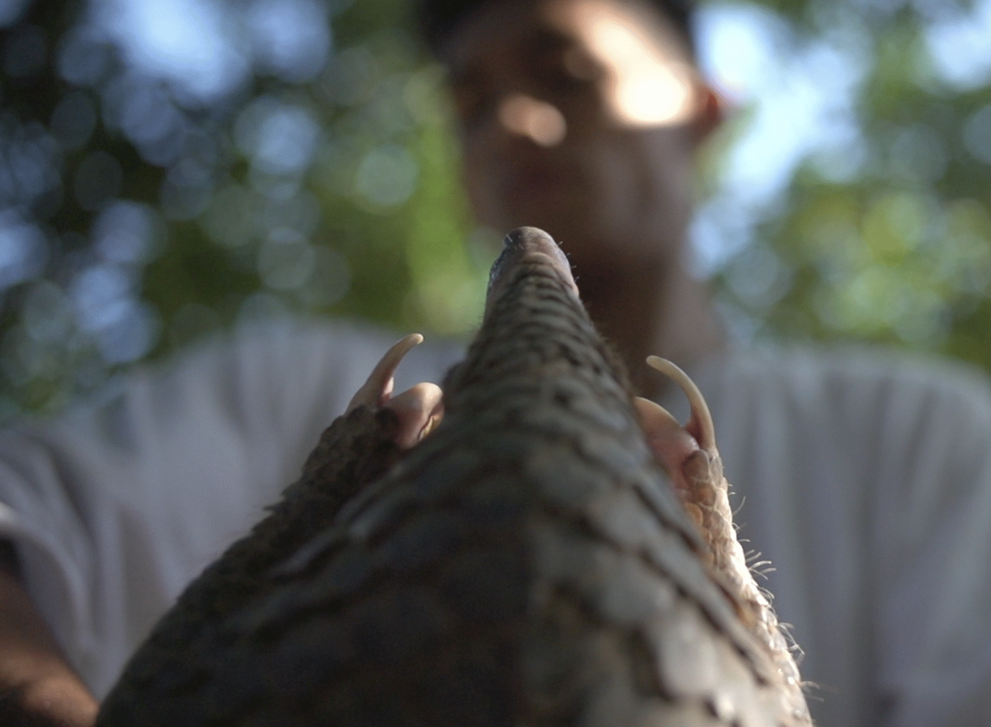 A person (out of focus) holding up a pangolin