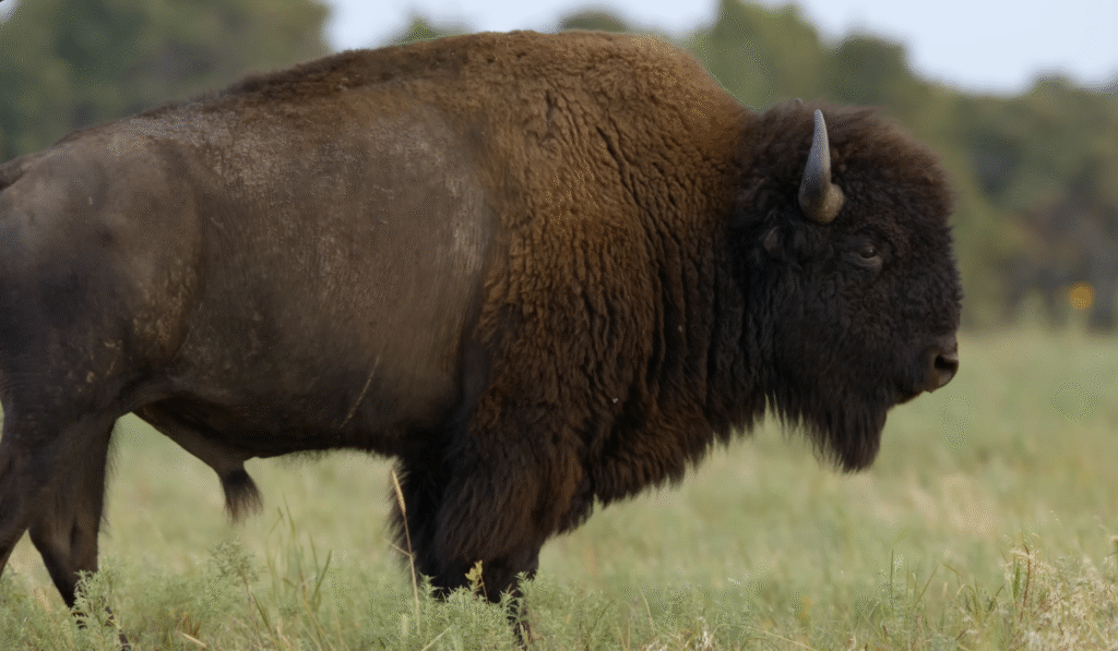 A lone bison stands in a grassy field with soft trees in the background.